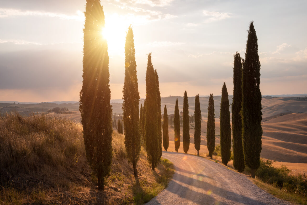 Road with cypresses on sunset in Tuscany, Italy